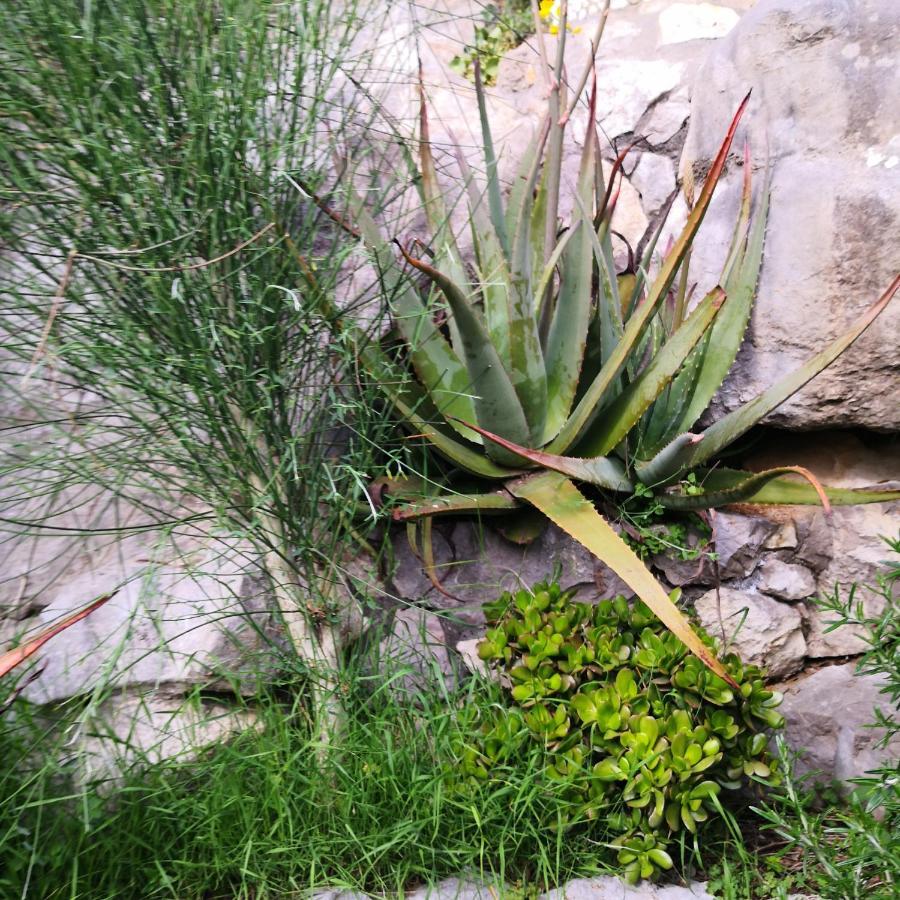 Cynara Holiday House Massa Lubrense Exterior foto